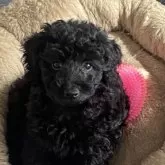 タイニープードル