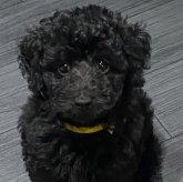 トイプードル(タイニー)