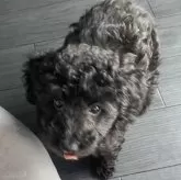 タイニープードル