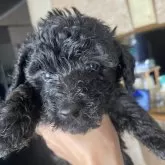 タイニープードル【愛知県・女の子・2025年8月27日・ブラック】の写真11