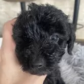 タイニープードル【愛知県・女の子・2025年8月27日・ブラック】の写真12
