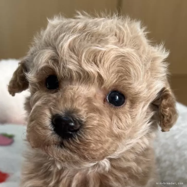 ID：2412-05141の子犬