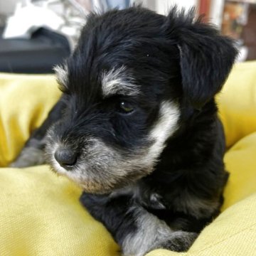 ミニチュアシュナウザー【静岡県・男の子・2025年11月1日・ブラック&シルバー】の写真「男の子らしくなって来ました」