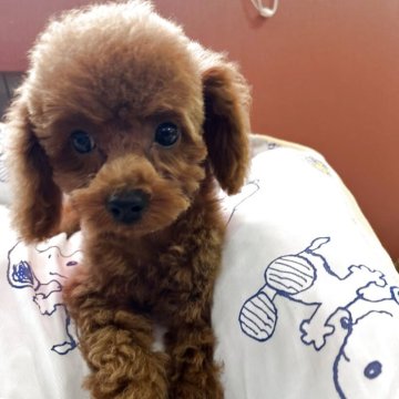 トイプードル(トイ)【静岡県・女の子・2025年6月28日・レッド】の写真「被毛も伸びて来てモコモコになりました！」