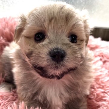 ポメマル(マルチーズ×ポメラニアン)【静岡県・男の子・2024年9月23日・フォーン】の写真「だいぶ動きだした！」