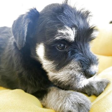 ミニチュアシュナウザー【静岡県・男の子・2025年11月1日・ブラック&シルバー】の写真「7頭兄妹のしっかりした男の子只今1500g」