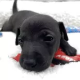 イタリアングレーハウンド