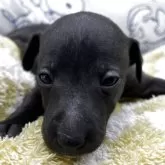 イタリアングレーハウンド