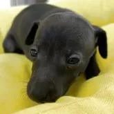 イタリアングレーハウンド