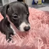 イタリアングレーハウンド