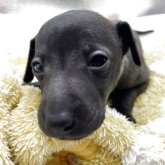 イタリアングレーハウンド