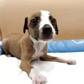 イタリアングレーハウンド【静岡県・男の子・2025年5月3日・レッド&ホワイトマーキングス】の写真1「現在520g目もハッキリ開き活発に!凛々しくなりました!」