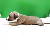 イタリアングレーハウンド【静岡県・男の子・2025年5月3日・レッド&ホワイトマーキングス】の写真3