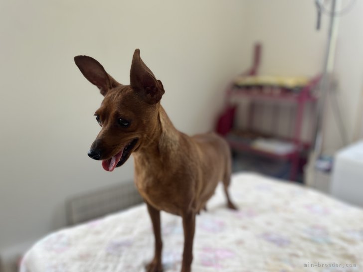 ミニチュアピンシャー【・女の子・2023年1月27日・レッド】