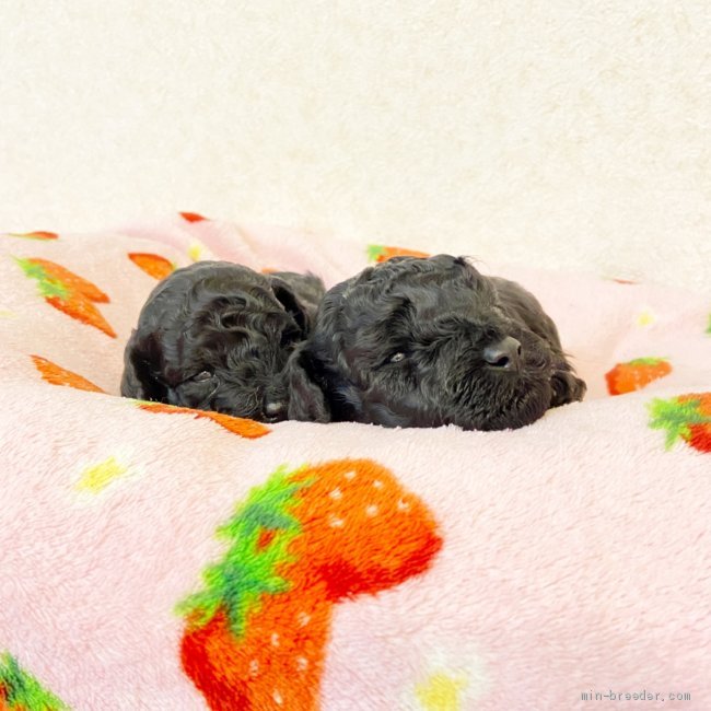 梅澤裕希ブリーダーのブログ：目が開きました✨