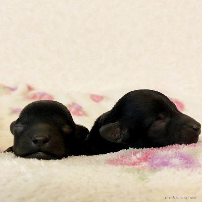 梅澤裕希ブリーダーのブログ：プードル子犬