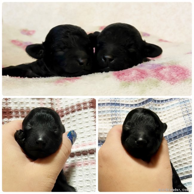 梅澤裕希ブリーダーのブログ：良いお年を