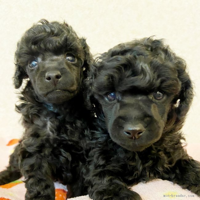 梅澤裕希ブリーダーのブログ：顔バリー