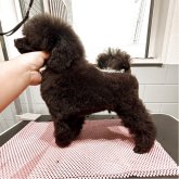 トイプードル(トイ)