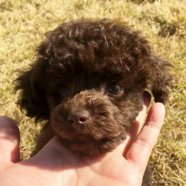 タイニープードル【東京都・男の子・2019年10月26日・ブラウン】の写真1「お庭で遊びました」