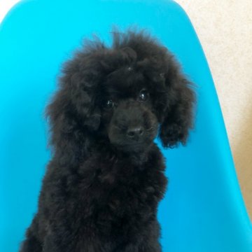 トイプードル(タイニー)【東京都・男の子・2019年5月1日・ブラック】の写真「両親チャンピオン👑PRAクリアー」