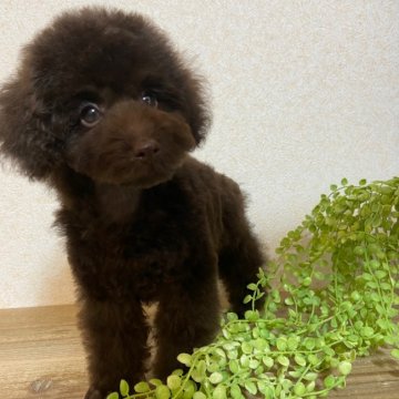 トイプードル(トイ)【東京都・男の子・2021年7月11日・ブラウン】の写真「両親チャンピオン👑PRAクリア」