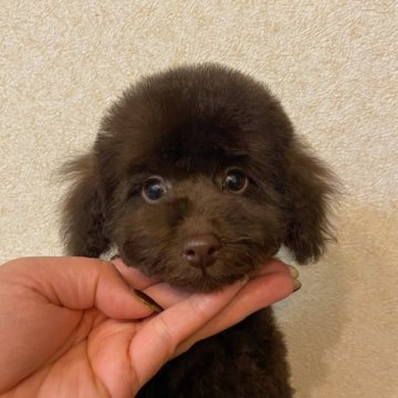 トイプードル(トイ)【東京都・男の子・2022年11月20日・ブラウン】の写真「両親JKC CH👑ブラウン✨」