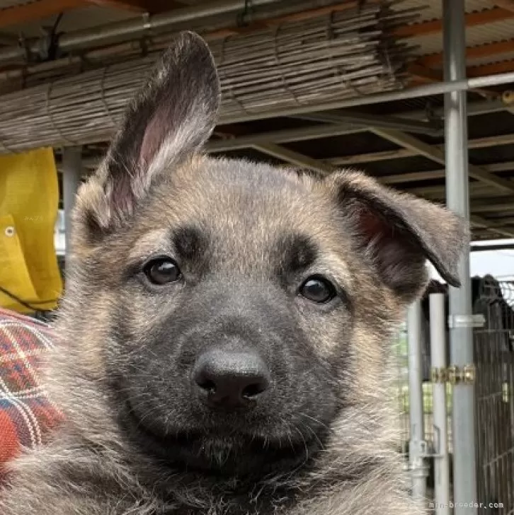 YY 様のお迎えした子犬