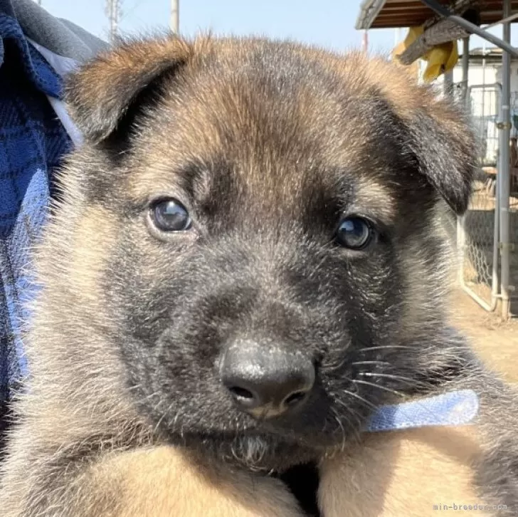 ジャーマン・シェパード・ドッグ【愛知県・男の子・2024年2月11日・ウルフ】の写真1「綺麗なウルフカラーです」