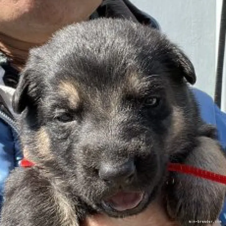 ヒロ 様のお迎えした子犬