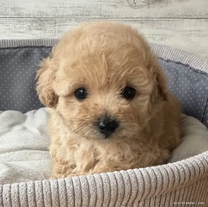 A.M 様のお迎えした子犬