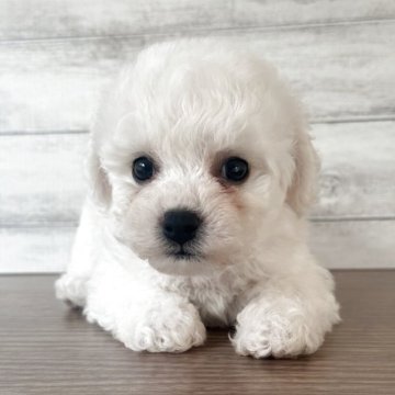 ビションフリーゼ【三重県・男の子・2025年10月12日・ホワイト】の写真「おめめクリクリ✨めちゃかわボーイ♡」