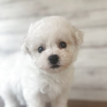 ビションフリーゼ【三重県・男の子・2025年10月12日・ホワイト】の写真「ふわもこボーイなイケメンくん🍀」