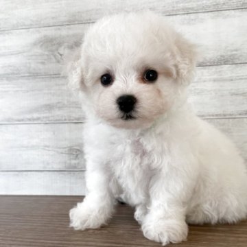 ビションフリーゼ【三重県・男の子・2025年10月12日・ホワイト】の写真「ふわもこボーイなイケメンくん🍀」