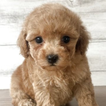 タイニープードル【三重県・男の子・2025年10月5日・レッド】の写真「アプリに近いカラーです🩵
慎重派の男の子🐾」