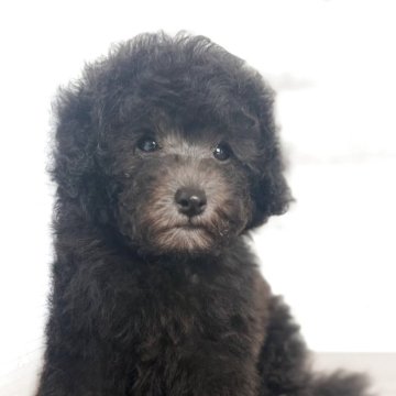 シルバーのティーカッププードルの子犬を探す｜ブリーダー直販の