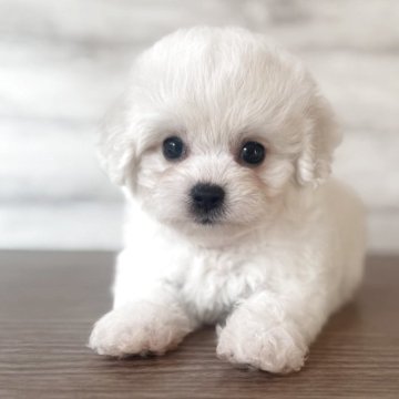 ビションフリーゼ【三重県・女の子・2025年10月10日・ホワイト】の写真「ふわもふまるまるでめちゃくちゃかわいい女の子♡」