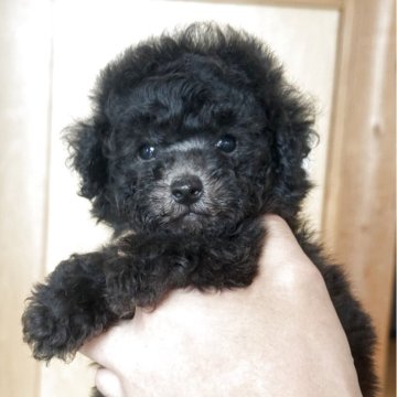 p*o様 ティーカッププードル 京都府の近隣のティーカッププードルの子犬を探す｜ブリーダー