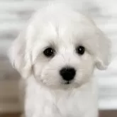 ビションフリーゼ