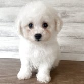 ビションフリーゼ