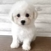 ビションフリーゼ