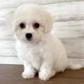 ビションフリーゼ