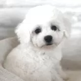 ビションフリーゼ