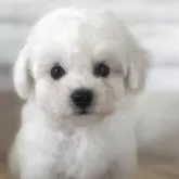 ビションフリーゼ