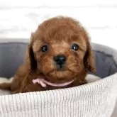 タイニープードル