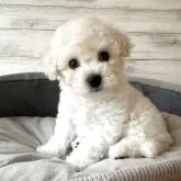 ビションフリーゼ