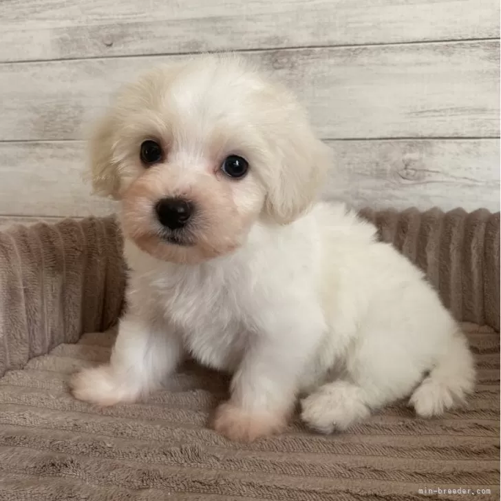 ID:2312-03870の子犬