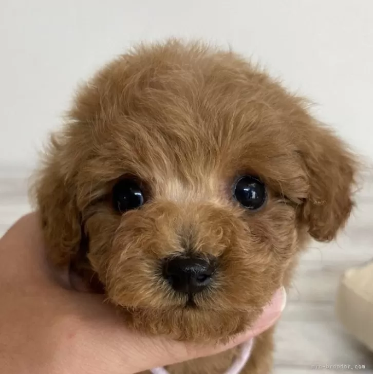A.H 様のお迎えした子犬