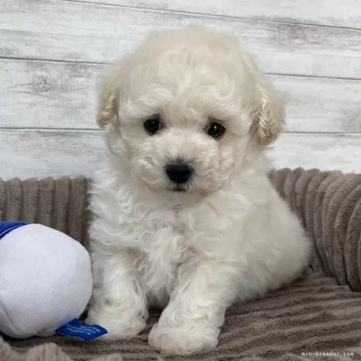 ID:2401-06151の子犬