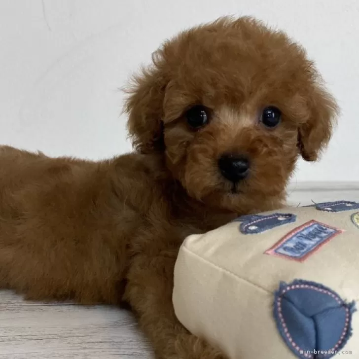 ID:2403-00220の子犬